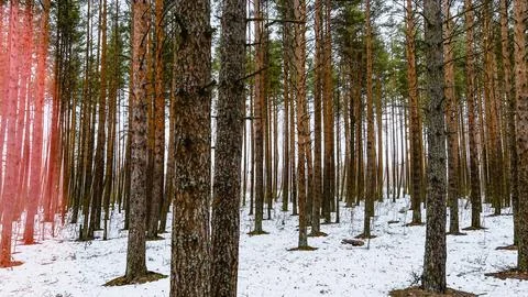 Texture of pine tree forest. Fir tree woods with red lens flare. Vintage style Foto stock