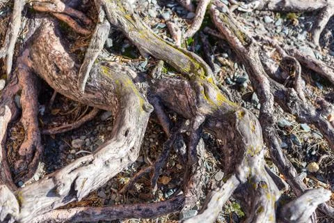 Texture of pine tree roots in a forest Stock Photos