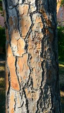 Texture of a pine tree trunk. Abstract pattern. Tree bark. Stock Photos
