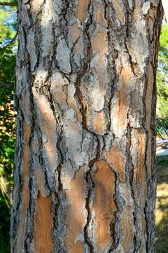 Texture of a pine tree trunk. Abstract pattern. Tree bark. Stock Photos