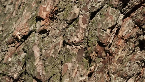 Texture of pine tree trunk in the forest, slider shot Stockbeeldmateriaal 282445270