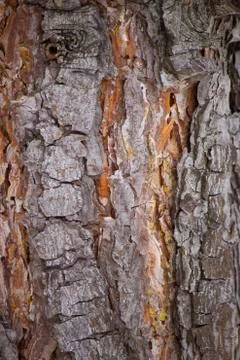 Texture of the pine tree trunk in the forest Stock Photos