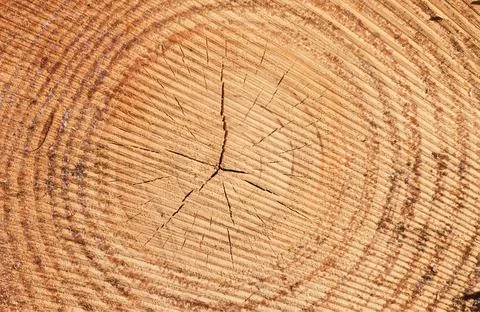 Texture of pine wood trunk. Stock Photos