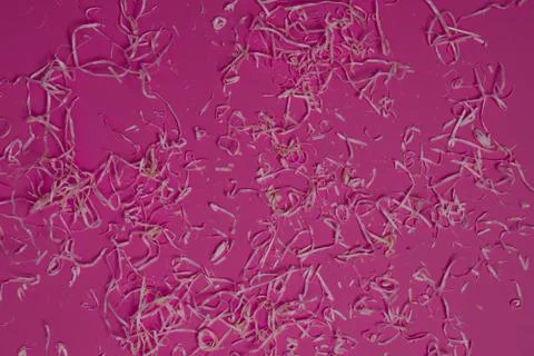 Texture with pink background top view Stock Photos