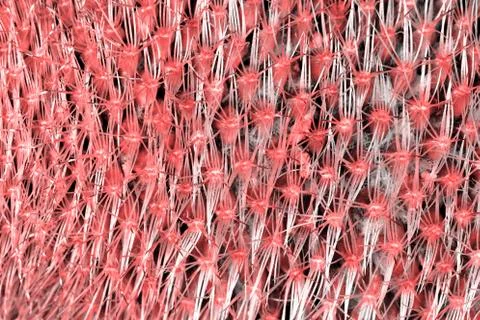 Texture of pink cactus Stock Photos