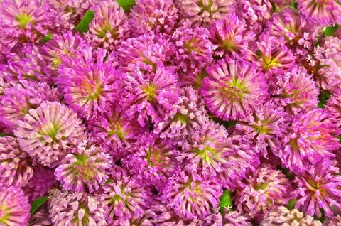 The texture of the pink clover Stock Photos