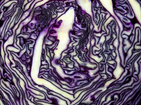 Texture of pink red cabbage cut in half close up Stock Photos