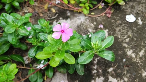 Texture of pink roseus flower blooming with wet leaves Stock Footage 228026550