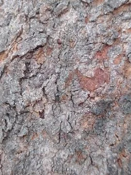 Texture Pinus, Rough Tree Bark Texture Natural Brown Background Stock Photos