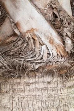 Texture of plam tree Foto stock