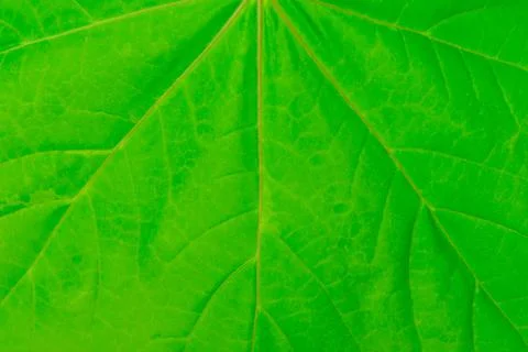 Texture of the plane of a green leaf of a tree close up 스톡 사진