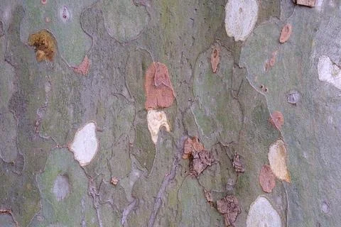 Texture of the plane tree bark, old platan tree crust, sycamore tree. Stock Photos