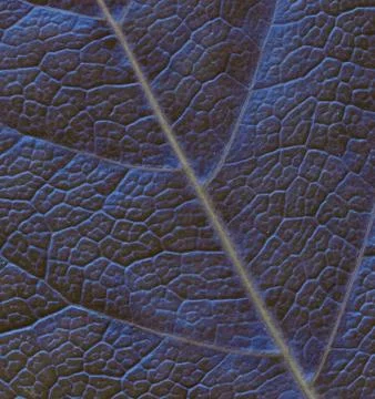 Texture of plant leaf Stock Photos