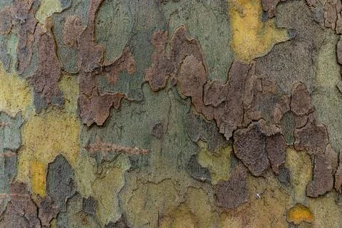 Texture of Platan tree bark. Background for design Stock Photos