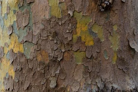 Texture of Platan tree bark. Background for design Stock Photos