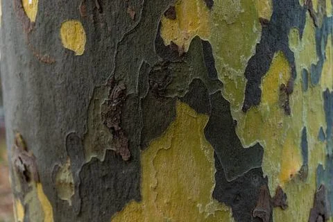 Texture of Platan tree bark. Background for design Stock Photos