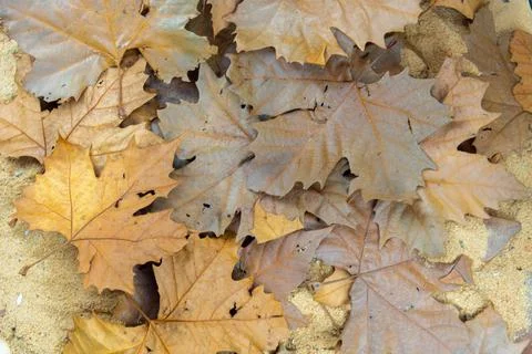 Texture with Platanus leaves Stock Photos