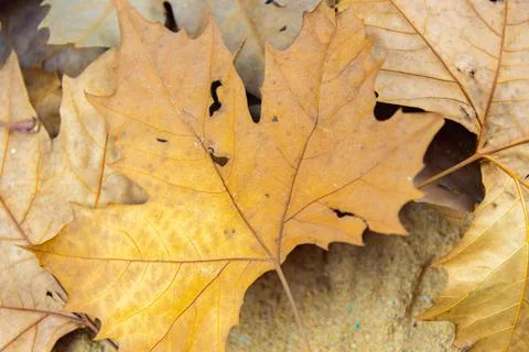 Texture with Platanus leaves Stock Photos