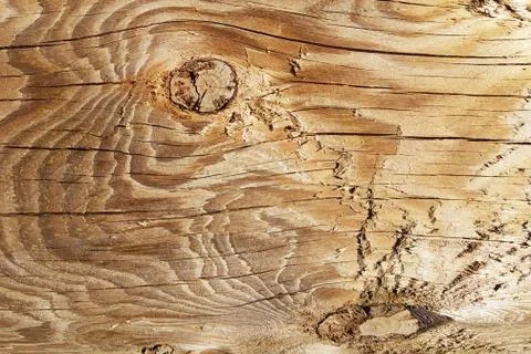 The texture of the polished cut of a tree in brown tones. The cut of the boar Stock Photos