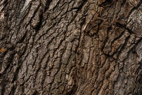 The texture of poplar bark closeup Foto stock