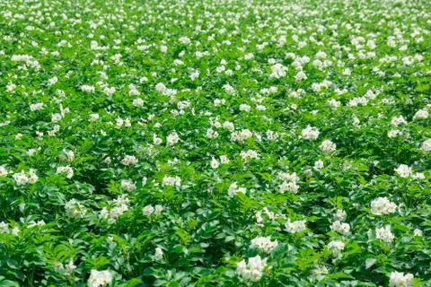 Texture of a potato field Stock Photos