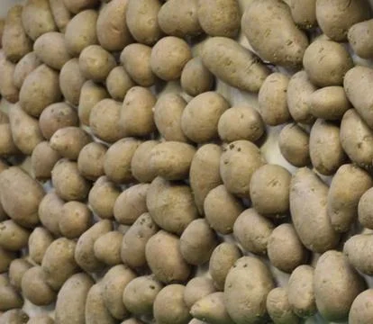 The texture of the potatoes. The wall of potatoes. Foto stock