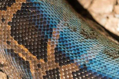Texture of the python skin close-up Photos