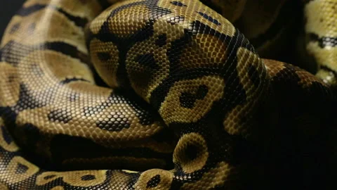 Texture of python's snakeskin in shadow Stock Footage 90340883