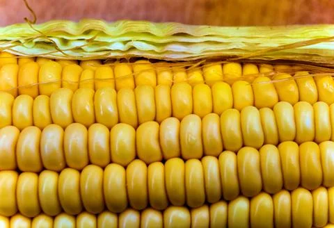Texture of raw corn cob sweet maize Stock Photos
