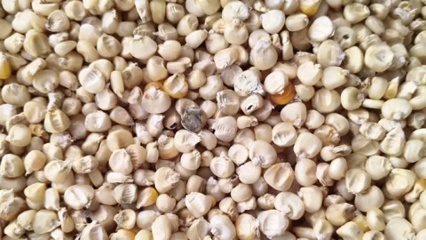 Texture of Raw White Maize Grains - Organic Agricultural Harvest Detail 스톡 동영상 324900118