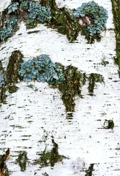 Texture of a real birch bark close-up in springtime Stock-Fotos