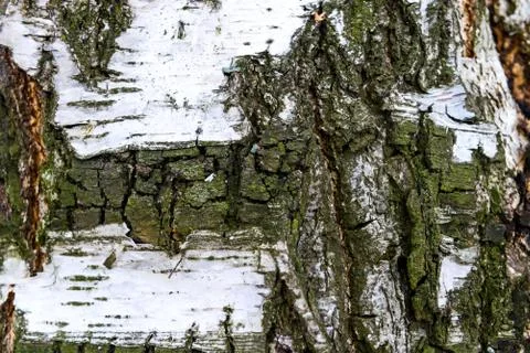 Texture of a real birch bark close-up in springtime Stock Photos