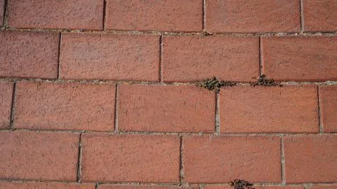 Texture of rectangular paving tiles made of red cement 库存照片