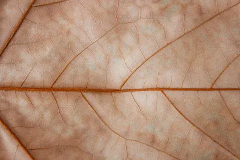 Texture of red autumn leaf close up Stock Photos
