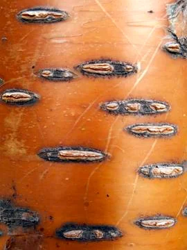 Texture of red birch bark Stock Photos