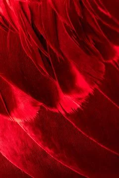 Texture of red bird feathers Stock Photos