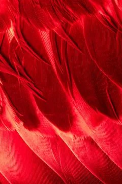 Texture of red bird feathers Stock Photos