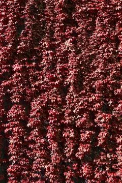 A texture of red climber with leaves,  during Autumn Stock Photos