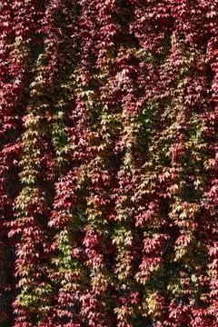 A texture of red climber with leaves,  during Autumn Stock Photos
