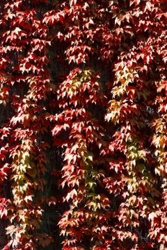 A texture of red climber with leaves,  during Autumn Stock Photos