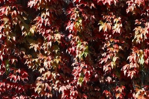 A texture of red climber with leaves,  during Autumn Stock Photos