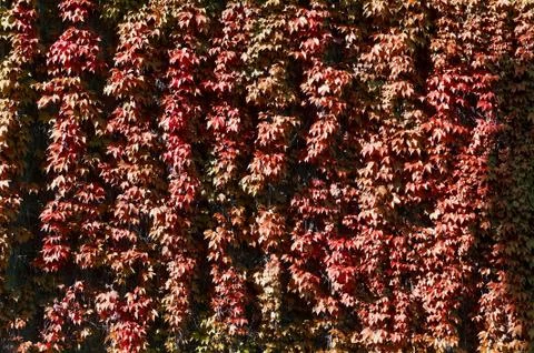 A texture of red climber with leaves,  during Autumn Stock Photos