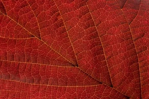 Texture of a red dry leaf with brown veins. Light shining through. Stock Photos