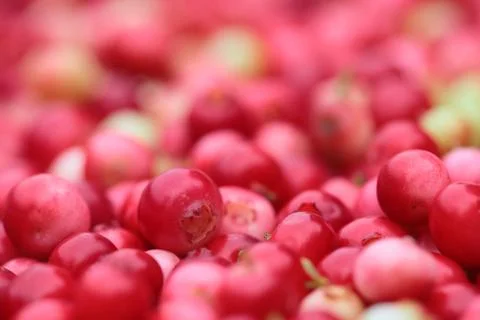 Texture of red forest lingonberries Stock Photos