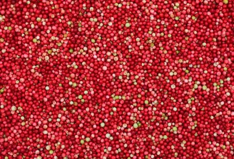 Texture of red forest lingonberries Stock Photos