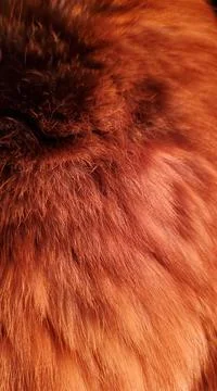 Texture of red ginger cat fur closeup Stock Photos