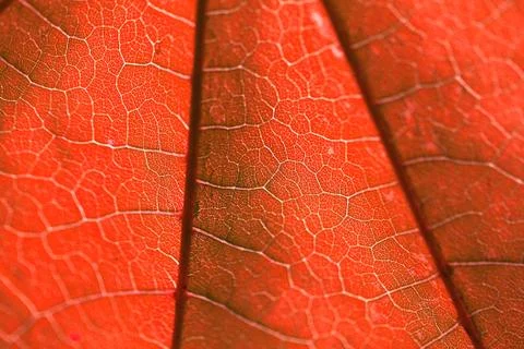 Texture of a red leaf Stock Photos
