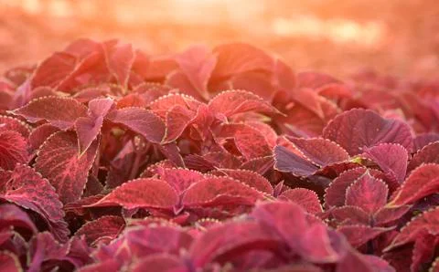 Texture of red leaves closeup in the sunlight. Stock Photos