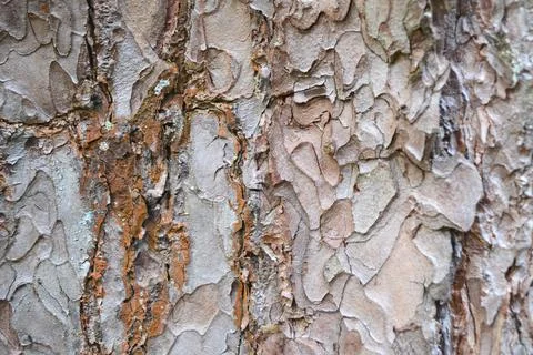 Texture of red pine bark in close-up Stock Photos