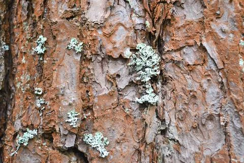 Texture of red pine bark with moss in close-up. Stock Photos